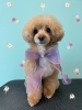 「お友達♡ Dog salon mofu mofu 余市町」