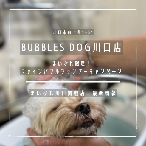 「BUBBLES DOG川口店　まいぷれ限定キャンペーン【まいぷれ川口掲載最新情報】」