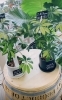 「インテリアにおすすめ♪ 観葉植物入荷しました！【越前市/花屋/生花/フラワーアレンジメント/ふるーれ・T】」