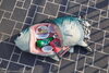 「【センター北のうんち薬局 漢方ハタ薬局】〜 マイクロプラスチックって〜 下痢 ・便秘・腰痛・膝痛・ 神経痛・自律神経・睡眠・後鼻漏 漢方相談 横浜都筑」