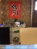 看板犬の小鉄です。「鏡開き」