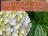 「6月先着5名様限定企画！お得な初診キャンペーン！！　船橋駅徒歩８分で２１時まで受付! 仕事帰りに行ける整体「おかもとはりきゅう院」　ネット予約できます。」