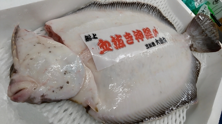 カッチカチやぞ〜「ナメタガレイの神経締め　《村上市最大の魚介類専門店　新鮮な鮮魚　お土産もたくさん　》」