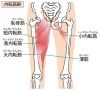 内転筋群は細かく分けると6つ。骨盤を安定させます。「内転筋を鍛えましょう！」