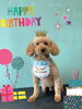 「Dog salon mofu mofu 余市町」