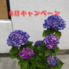 「6月キャンペーン＆誕生月特典」