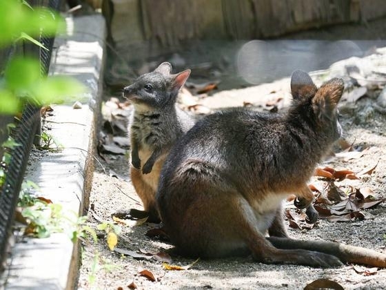 「パルマワラビー親子の公開について」