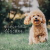 毎日のおやつや、頑張った日のご褒美にも💕「愛犬が心から喜ぶご褒美！舞鶴産の無添加鹿肉ジャーキーをご紹介🐶」