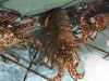 「魚魚市場鮮魚コーナーおすすめは「お魚の切り身各種」です♪」