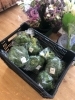 新鮮ブロッコリー「コテラス・直売所より新鮮野菜たくさん入荷しておりまーす(*^^*)」