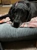 グレートデーン「Today's dog」