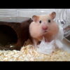 大食いおもしろ可愛いハムスター cute funny hamster rice cake eating quickly　＃8