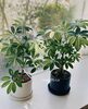 シェフレラ「おすすめの観葉植物！シェフレラ・アルテシーマ・ベンガレンシス♪ 【越前市/花屋/生花/フラワーアレンジメント/ふるーれ・T】」