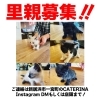 「【新居浜市】子猫の里親募集のお知らせ！」