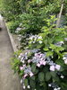 紫陽花「今日は午前中、いきいきクリニックでした。」