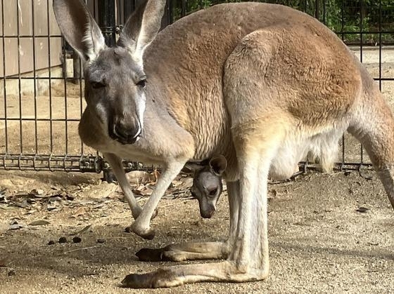 「アカカンガルーの赤ちゃんが顔を出しました！」