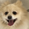 豆柴ちゃんでは無くてポメの豆柴風です‼️