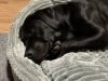 ラブラドールレトリバー「Today's dog」