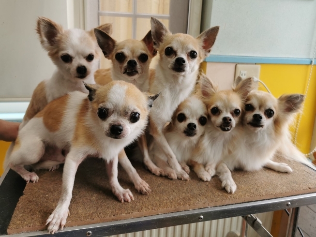 「【☆★今日のわんこより★☆】豊平区月寒東のトリミングショップ【犬の床屋さんちゃいるどっく】信頼のクオリティを提供！安い価格設定！人気のオプション歯みがき、炭酸泉浴など！ご自宅では難しい爪切りもお任せください！予約制で夜間営業も！」