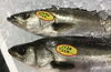 「魚魚市場鮮魚コーナーおすすめは「スズキ・トビウオ」です♪」