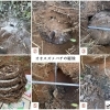 土中のオオスズメバチ駆除（八女市立花町）