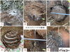 「土中のオオスズメバチ駆除（八女市立花町）」