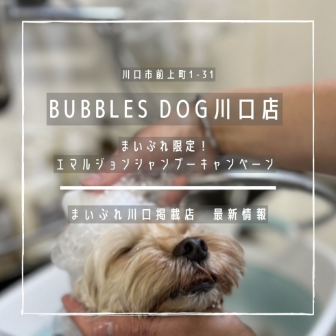 「BUBBLES DOG【まいぷれ川口掲載店の最新情報】」