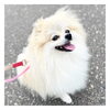 「6月～8月お休みご案内★新潟市犬の保育園♪犬のトリミングHappyTail」