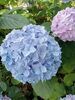 「紫陽花　大分市下郡個人ピアノ教室」