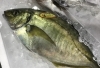 「魚魚市場鮮魚コーナーおすすめは「養殖シマアジ」です♪」