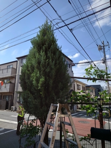 「木の剪定！江戸川区のなんでも屋さんです！エアコンクリーニング・ハウスクリーニング・家具移動・不用品の処理のお手伝い！遺品整理のご相談も承っております！」