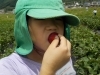 いちごがりにでかけよう（はたけ遊び＆すいろあそび）「【活動報告】いちごがりにでかけよう！（はたけあそび＆すいろあそび！）」