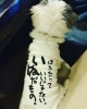 看板犬見習いの小鉄です「みつを」