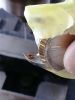 「ロレックスのラグ穴がサビ詰まり。ドリル穴開け(*´ω`*)」