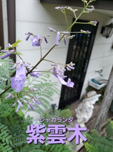 紫雲木(ジャカランダ)「世界三大花木"紫雲木(ジャカランダ)"が咲きました！」