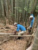 「西山の放置竹林の整備作業 【長岡美装社】」