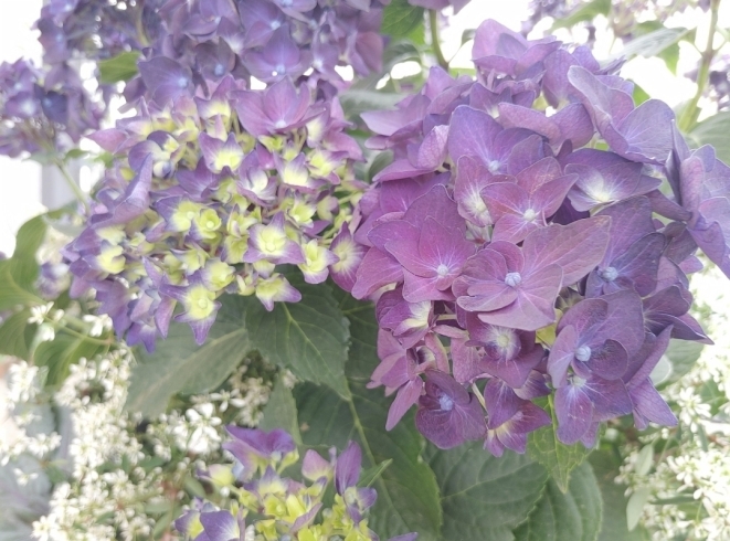 紫陽花「しんどい梅雨時季をスッキリ過ごしましょ(⁠｡⁠•̀⁠ᴗ⁠-⁠)⁠✧」