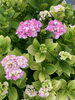 紫陽花の綺麗な季節(   ◜ω◝ )☝︎ですね「6月12日(月) ○ 定休日です○」