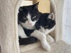 猫や動物たちの綺麗な心からは学ぶことがたくさん！「動物たちから学ぶこと(=^ェ^=) 氣功・整体・リーディング・ヒーリング」