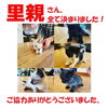 「無事、全ての子猫の里親さんが決まりました！　ありがとうございました！【新居浜市】子猫の里親募集についてのご報告」