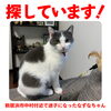 「迷い猫を探しています【新居浜市中村】」