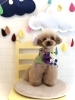 パンジーちゃん「里親募集です♡」