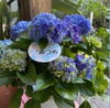 紫陽花　"星☆あつめ”「紫陽花」