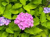 アジサイ「アジサイの花の色はどのように決まる？｜八王子めじろ台の個別指導塾『ガリレオ理数進学塾』」