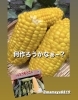「千葉の美味しいとうもろこし」