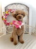 まろんちゃん「わんこと秋桜　🐾」