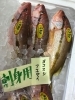 「魚魚市場鮮魚コーナーおすすめは「ヨコスジフエダイ」です♪」