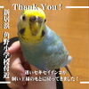 「【新居浜市】迷いセキセイインコが飼い主さまと再会できました！」