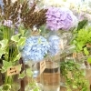 「【はなやホック皆生店】あじさいや夏の花が豊富です。」