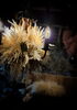 「【botanical chandelier】」